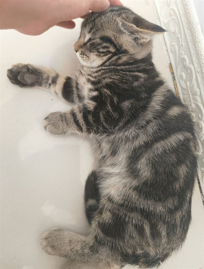 送養(yǎng)公金虎斑一只